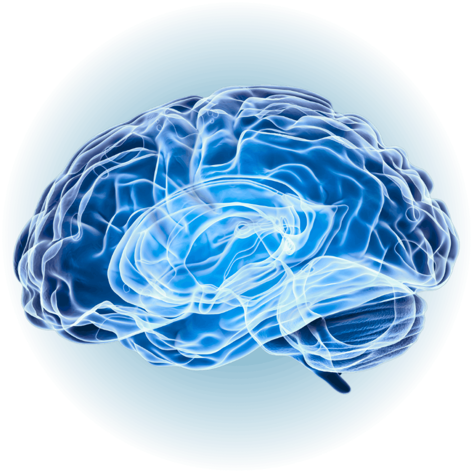 brain